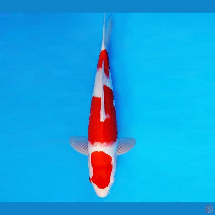 GUNTAI 3 - KOHAKU 34 cm/male ®