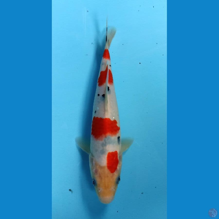 sanke 22cm