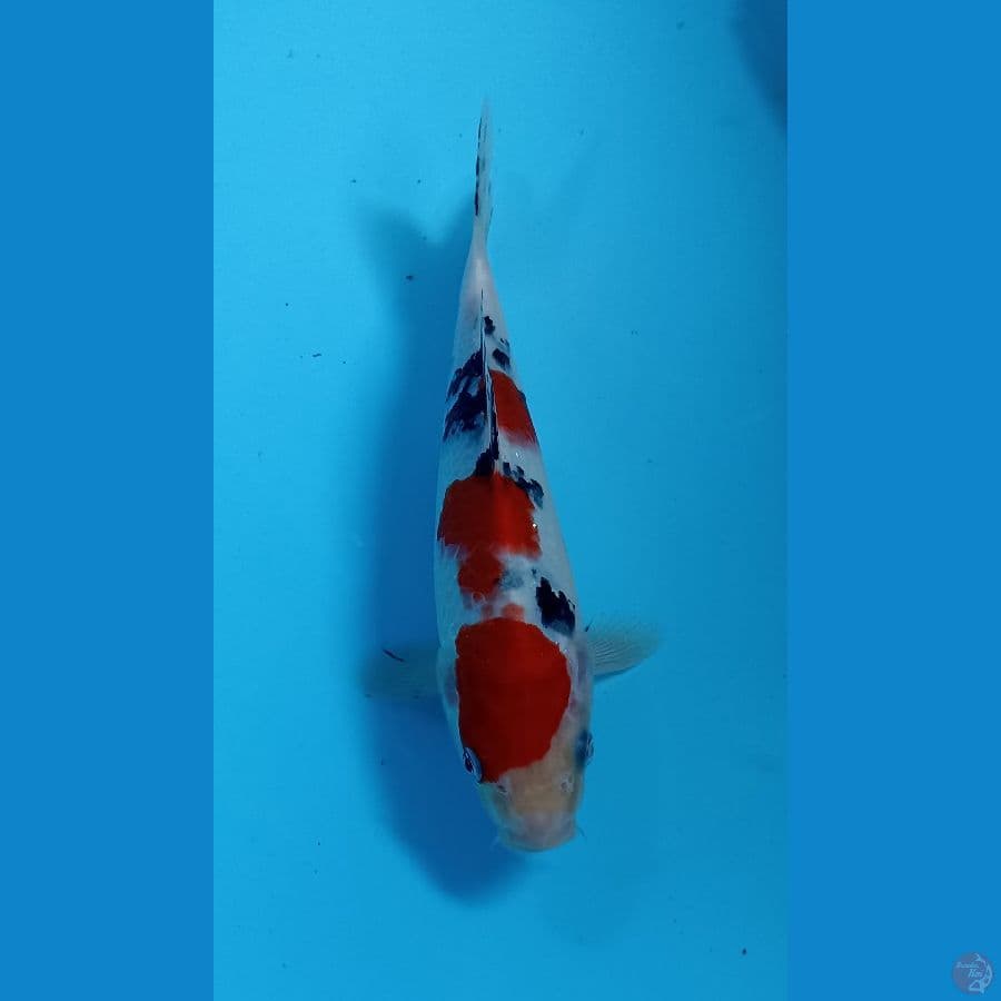 sanke 21cm