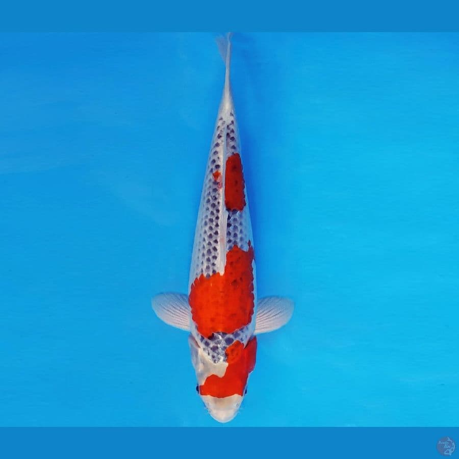 GUNTAI 7 - GOSHIKI 30 cm/male ®