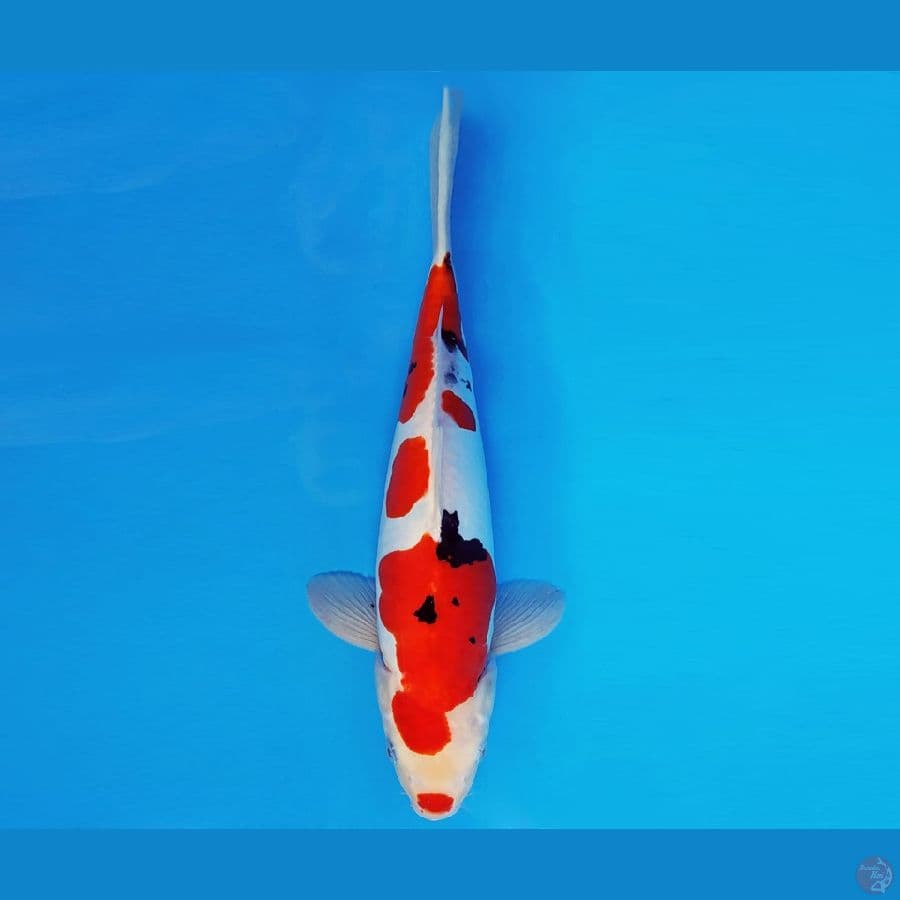 GUNTAI 11 - SANKE DOITSU 38 cm/fm ®