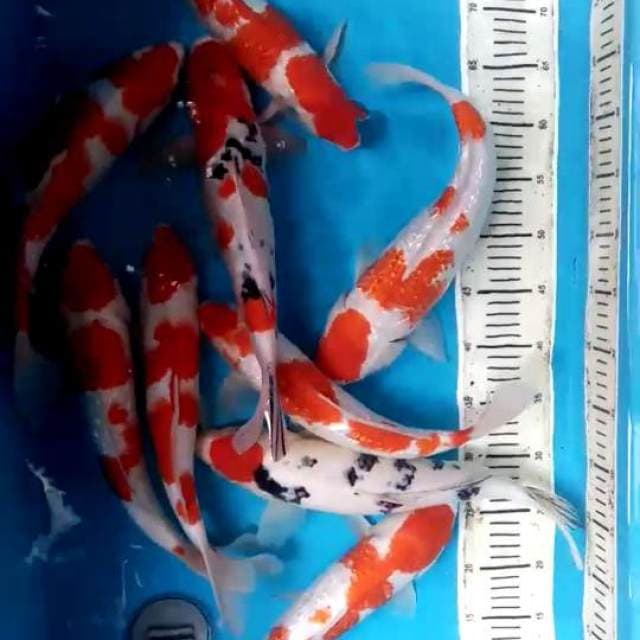 Mix koi 9 ekor