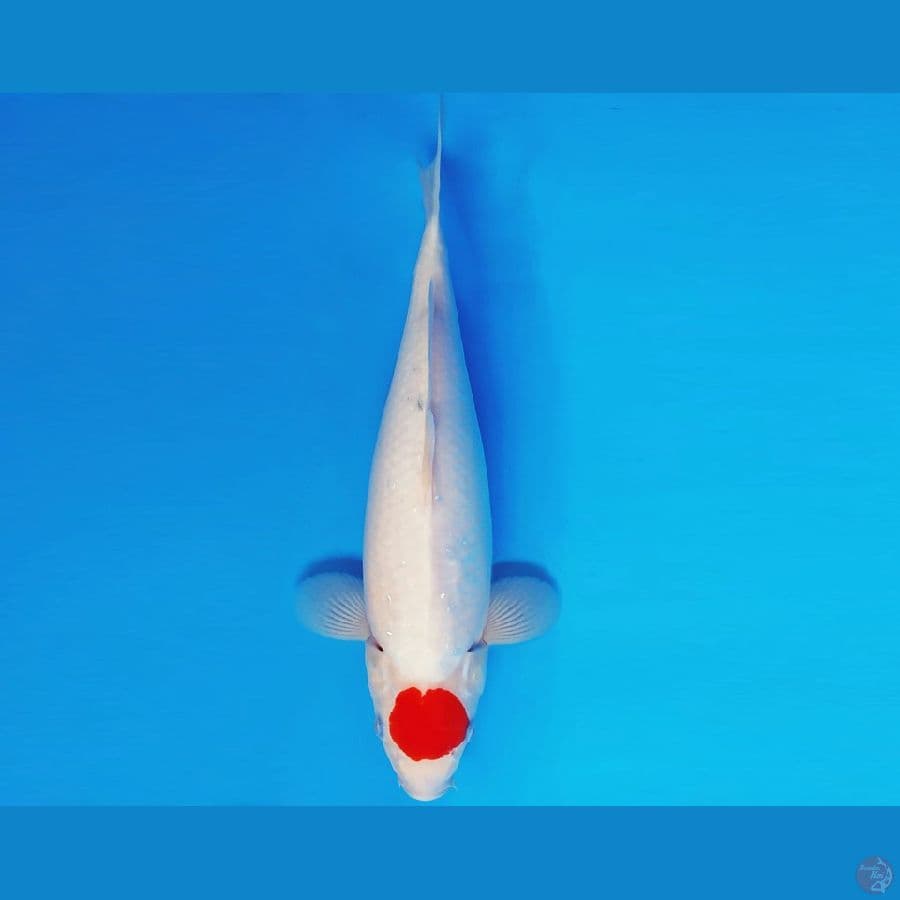 GUNTAI 15 - TANCHO SANKE 35 cm/fm ®
