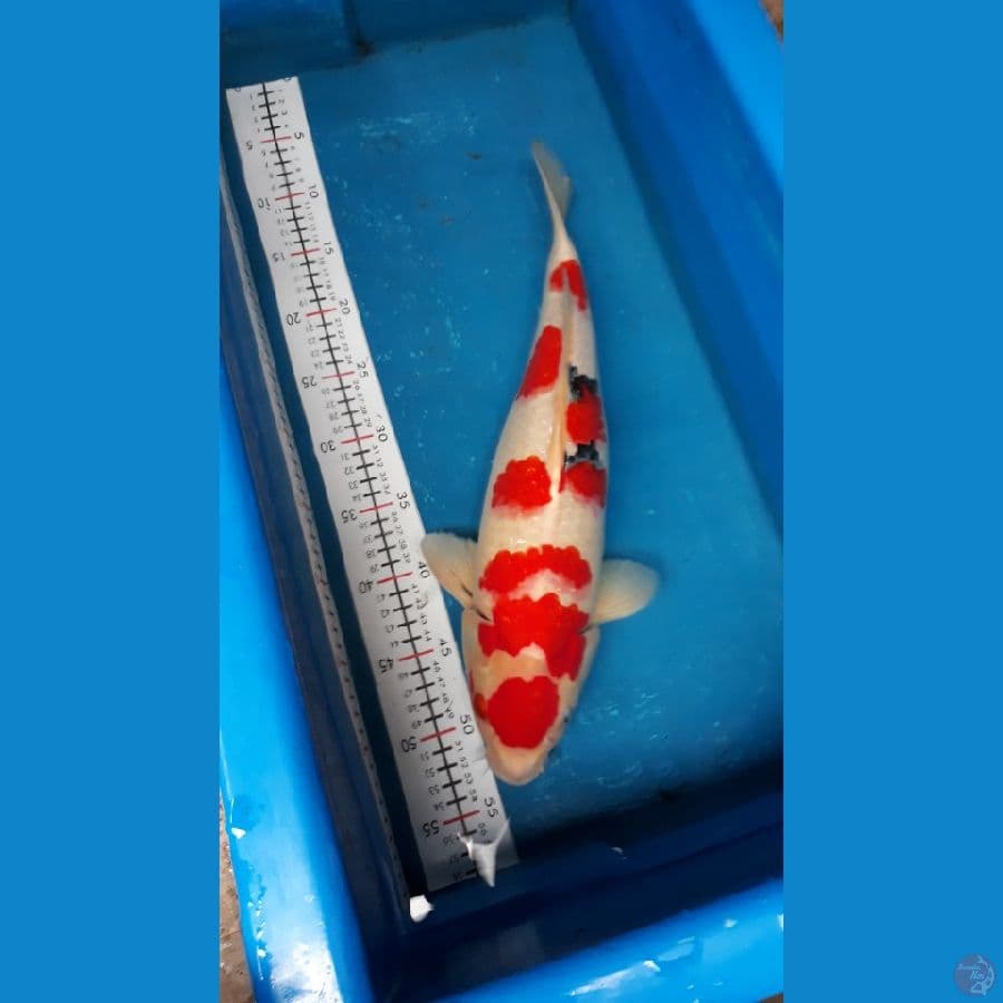 sanke 43 cm