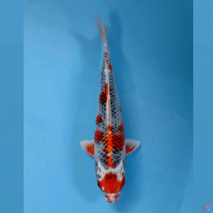 kujaku, 22 cm