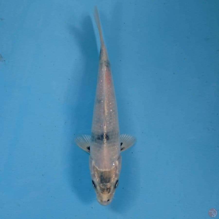 kin shiro tategoi, 19 cm