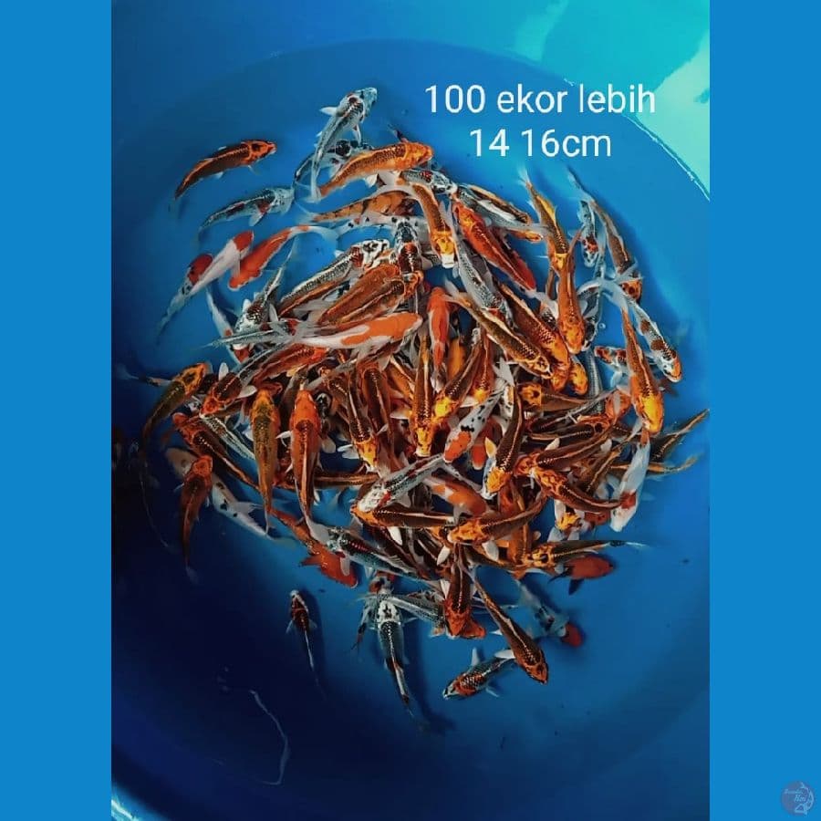 mix 100 ekor lebih ,14 16cm
