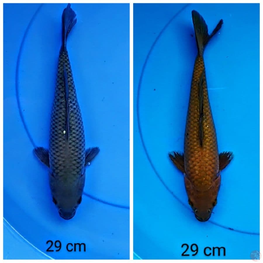 ogon rapi 29 cm