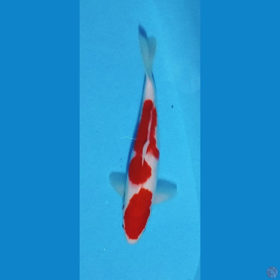 GKB ~ Kohaku jantan 36 cm