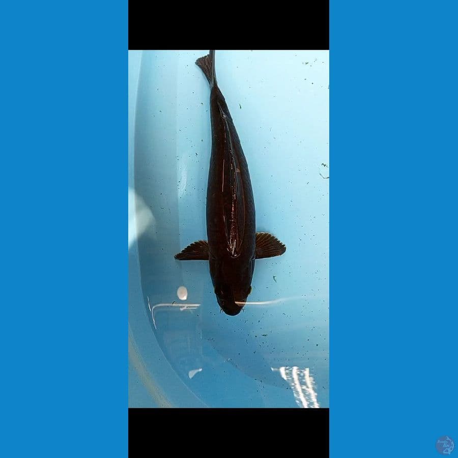 KARASUGOI 40 CM /FM