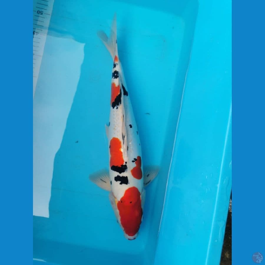 Doitsu Sanke 47 cm