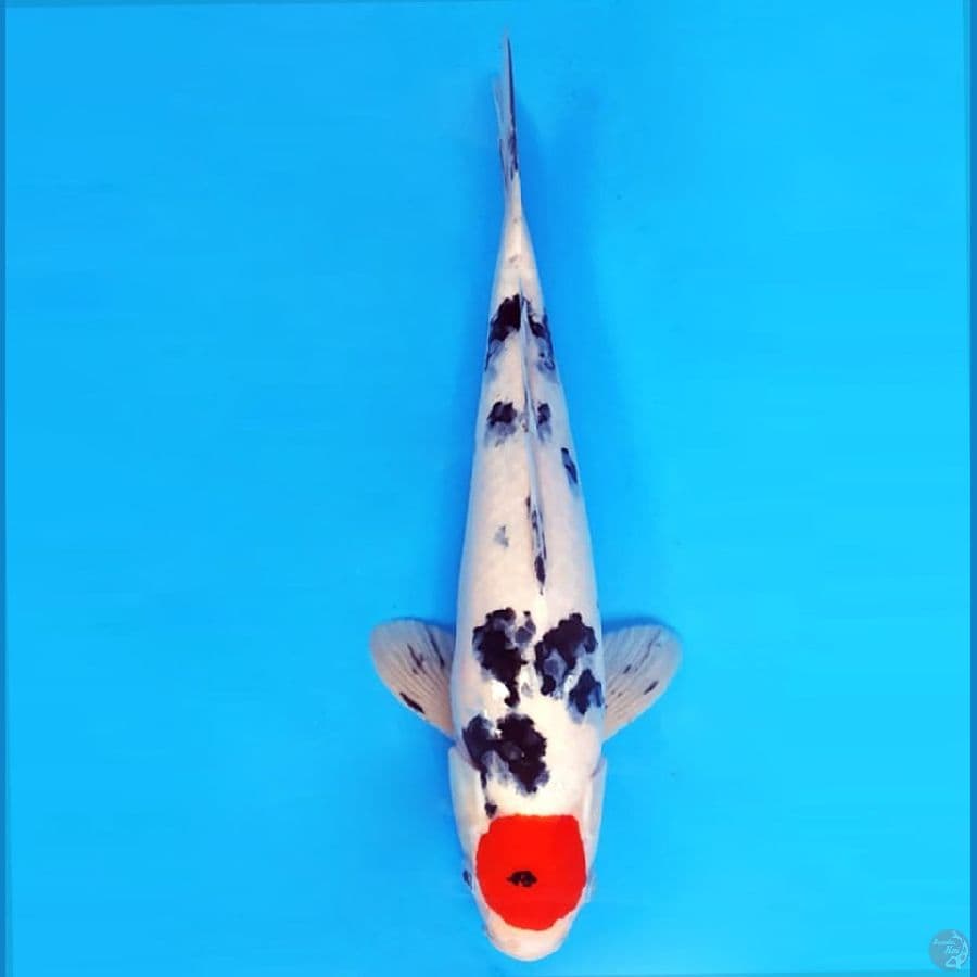 TANCHO SHOWA 36 cm male