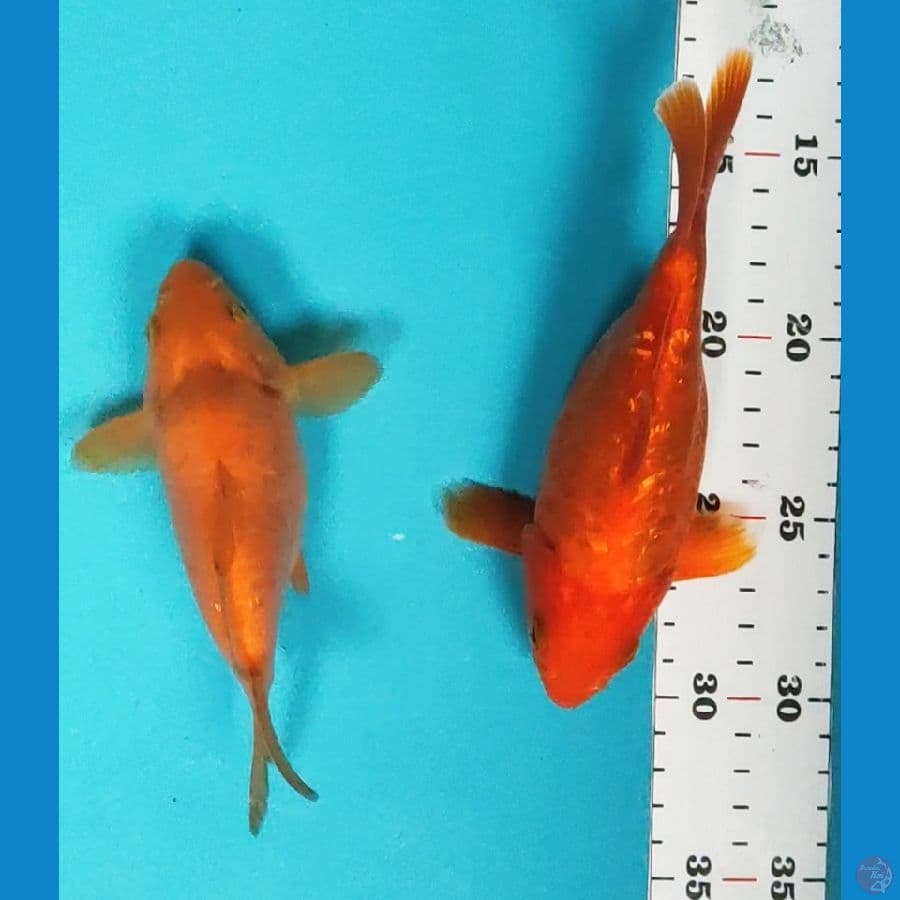 tamasaba red karashi & benigoi ginrin 14-16cm