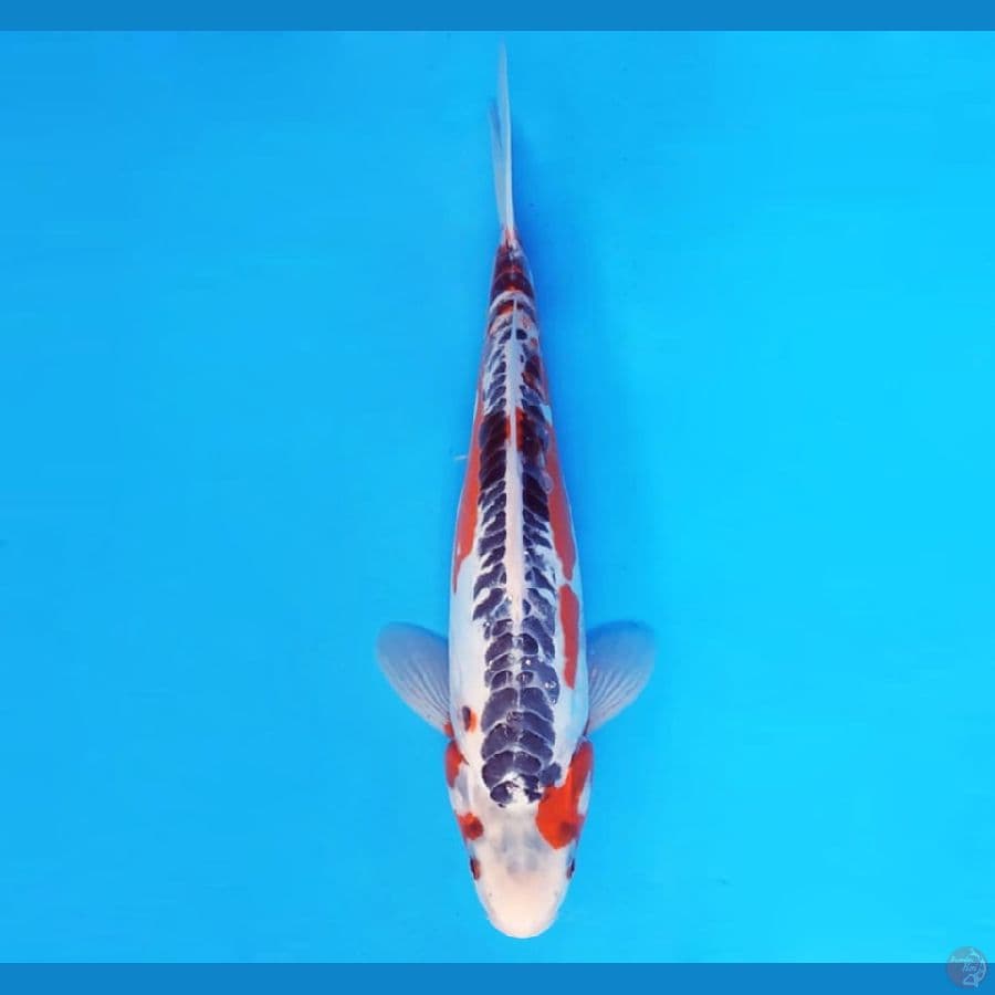 SHUSUI 33 cm female