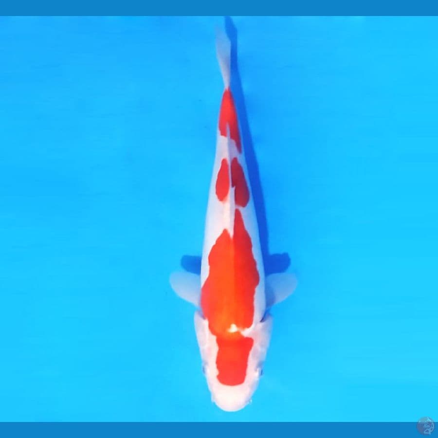 KOHAKU DOITSU 27 cm female