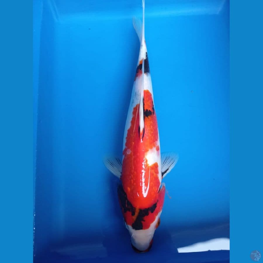 Showa 32 cm