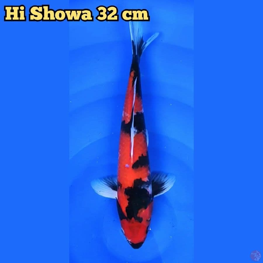 Hi Showa M 32cm