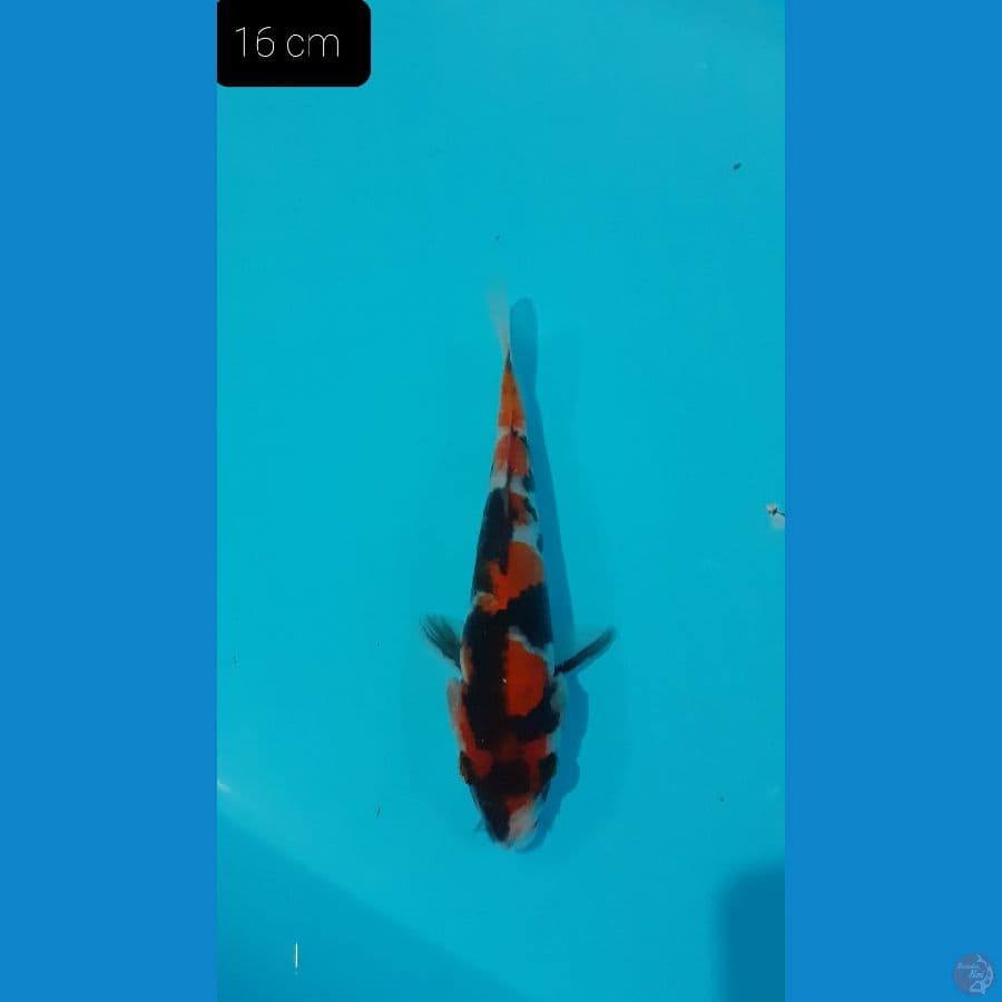 Showa 16 cm