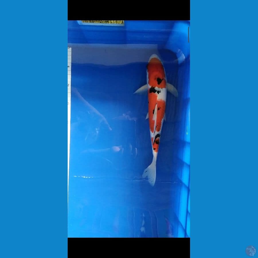 34cm sanke