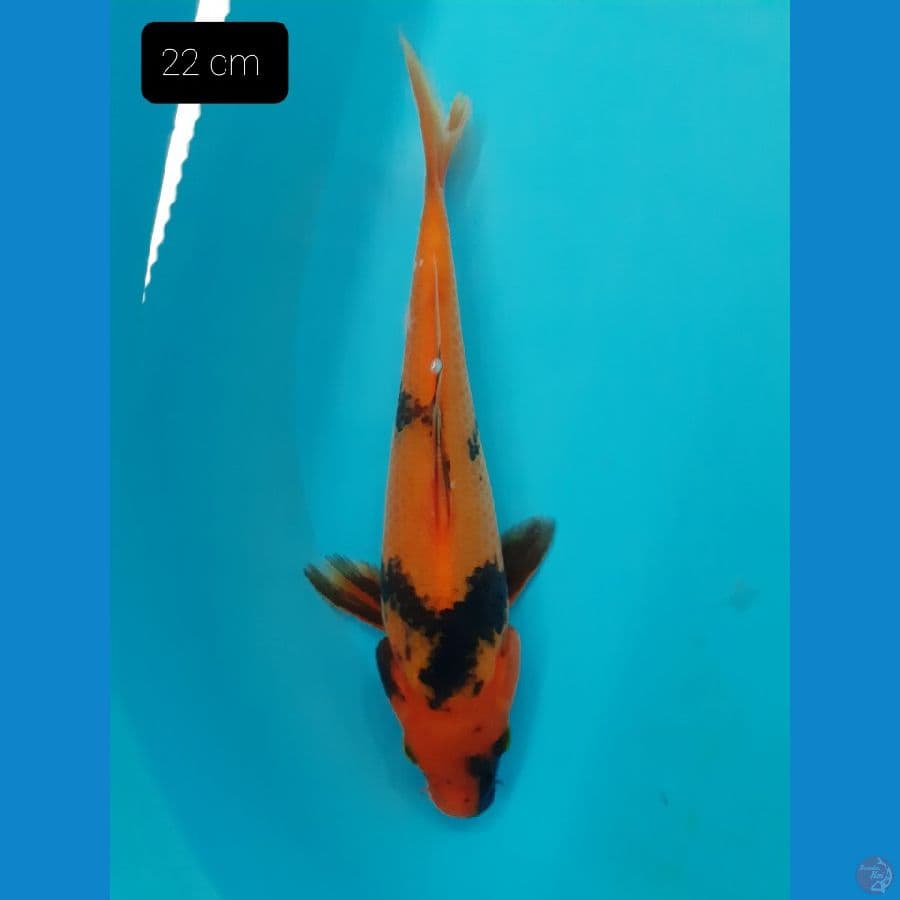 Utsuri 22 cm