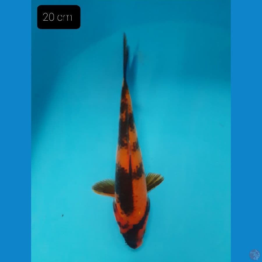 Utsuri 20 cm