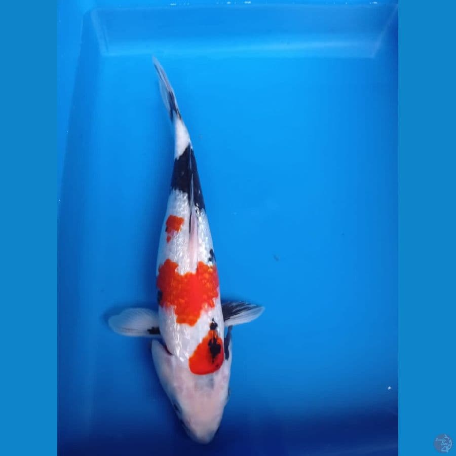 Ginrin Showa 27 cm Betina