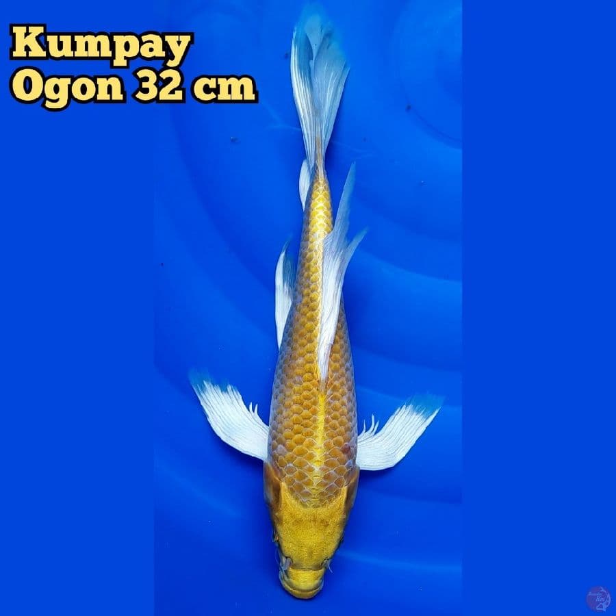 Kumpay Ogon 32 cm