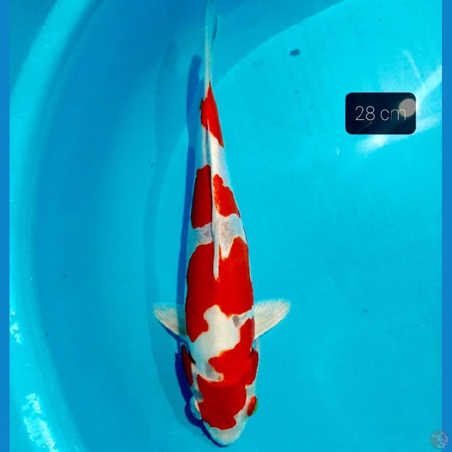 doitsu 28 cm