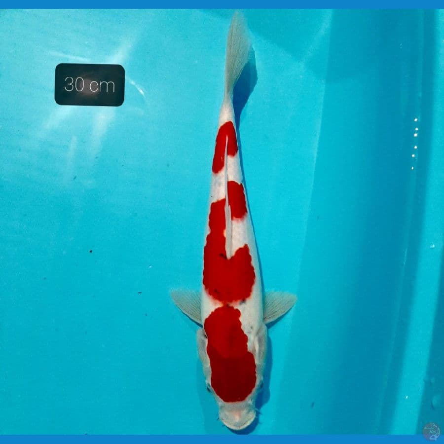 sanke 30 cm