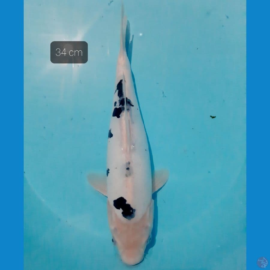 Doit murni 34 cm