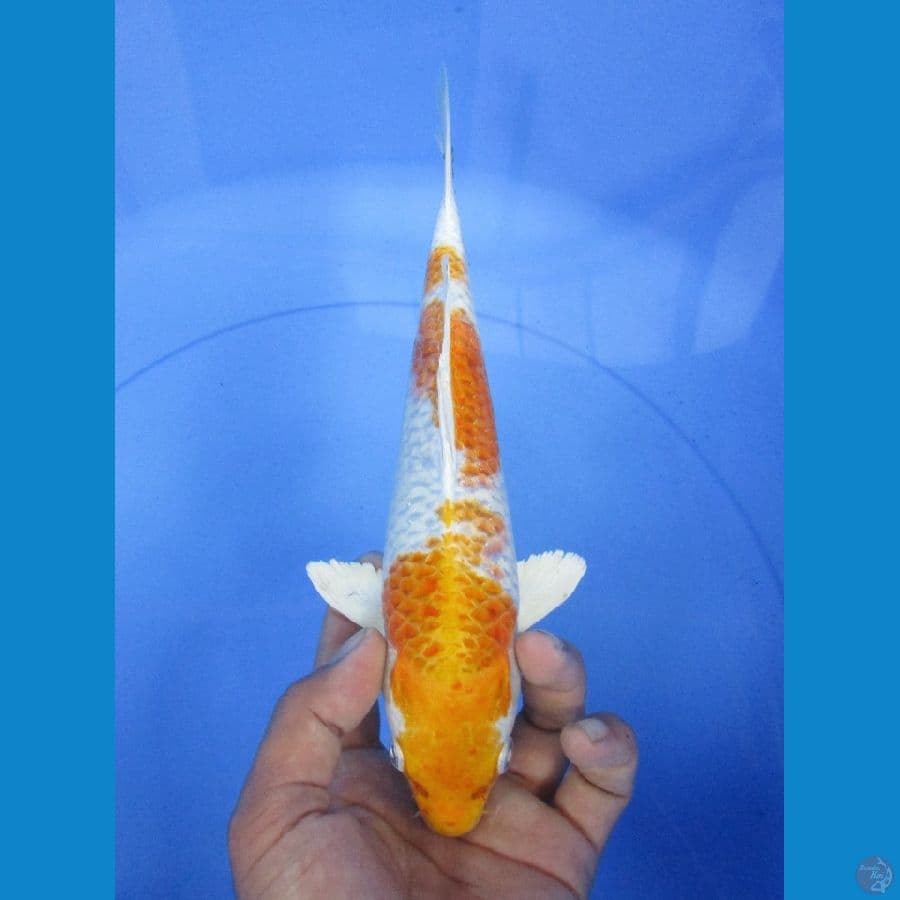Hariwake 25cm