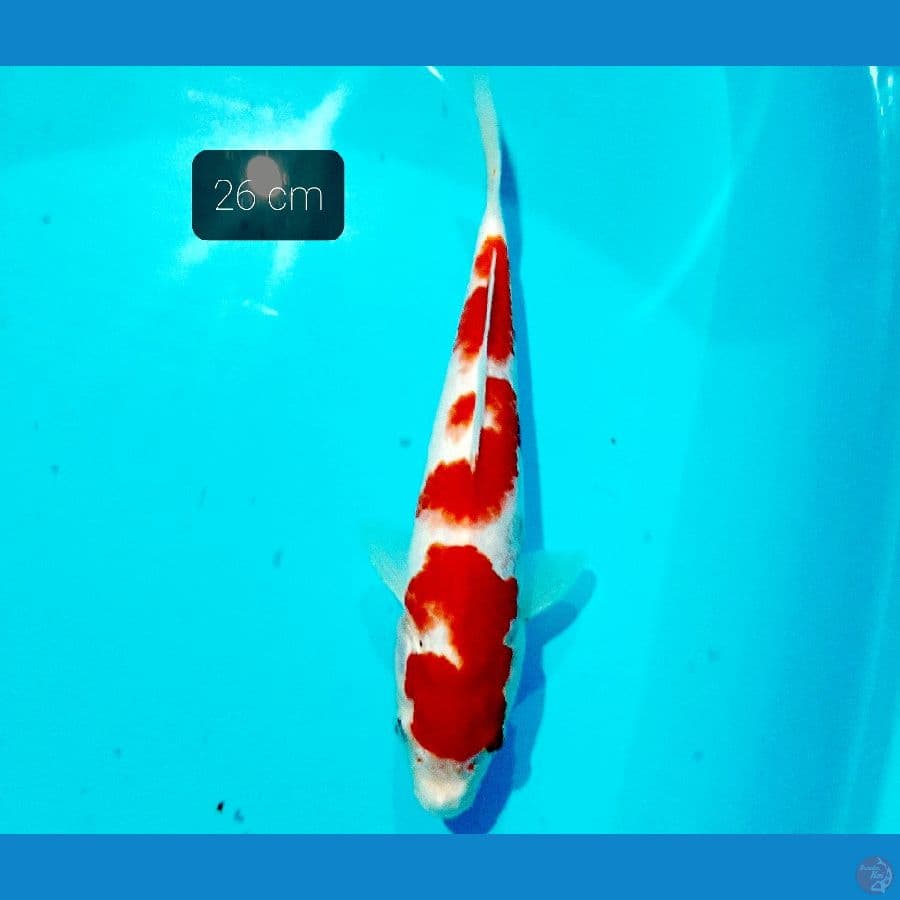 kohaku 26 cm