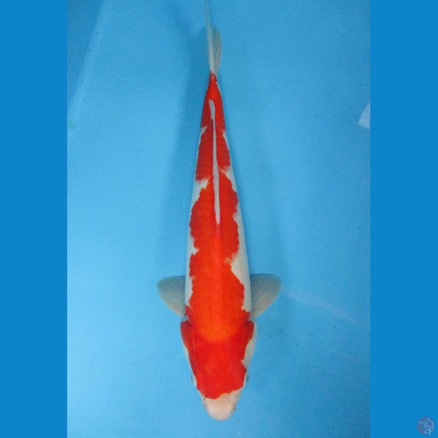 Kohaku 36 cm