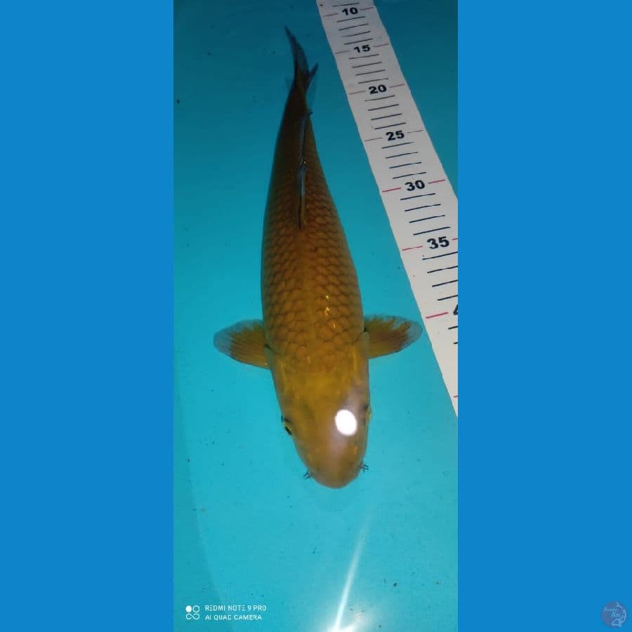 midori 34 cm