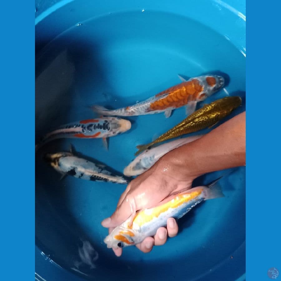 Mix shusui Kumpay 18-22cm