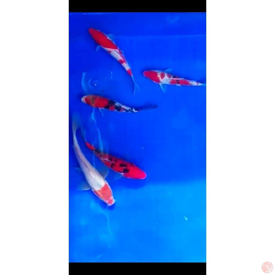 partai ringan