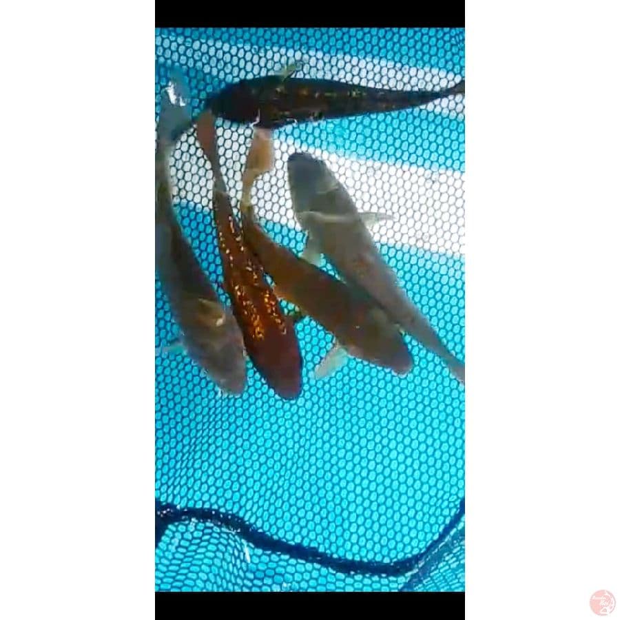 patai ringan