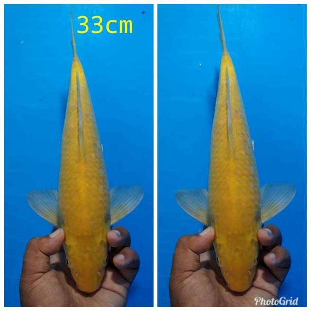 Karasi