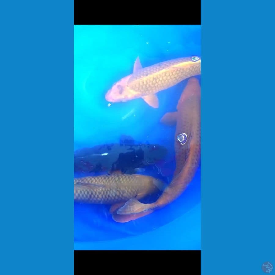 Chagoi JUMBO-an