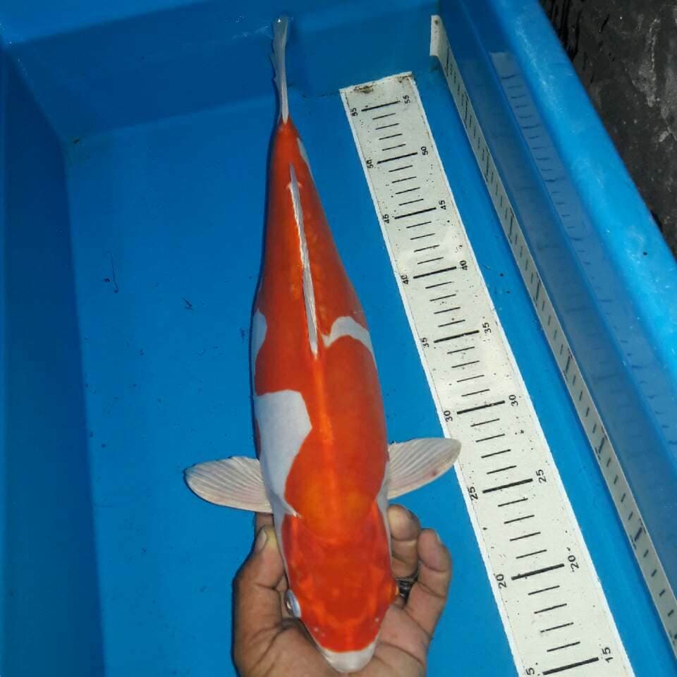 Kikushui