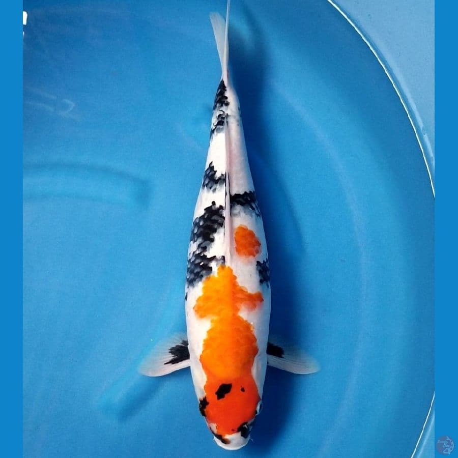 KINDAI SHOWA 45 CM FEMALE
