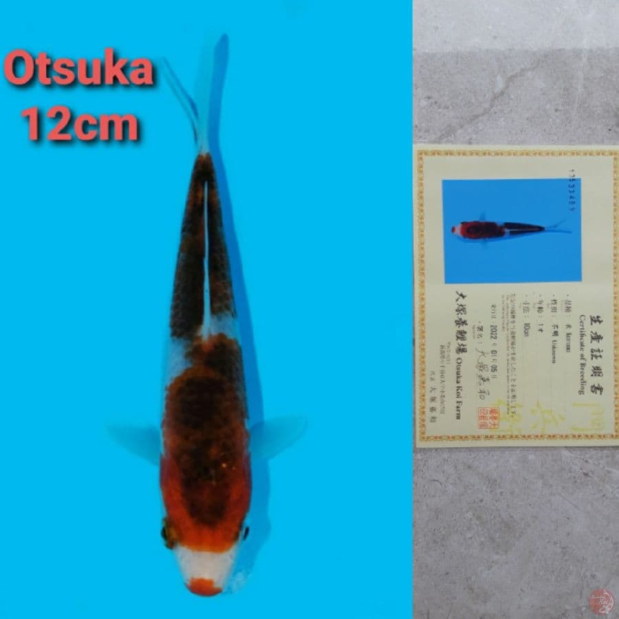 OTSUKA GOROMO 12CM