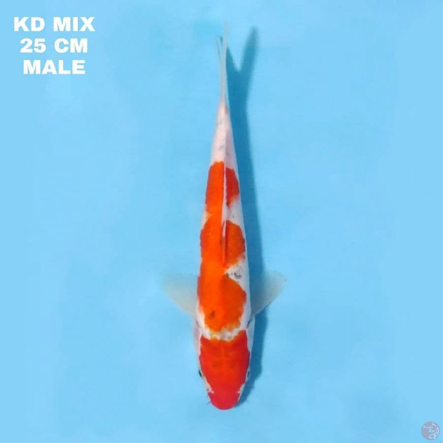 Showa Tategoi 25cm Male
