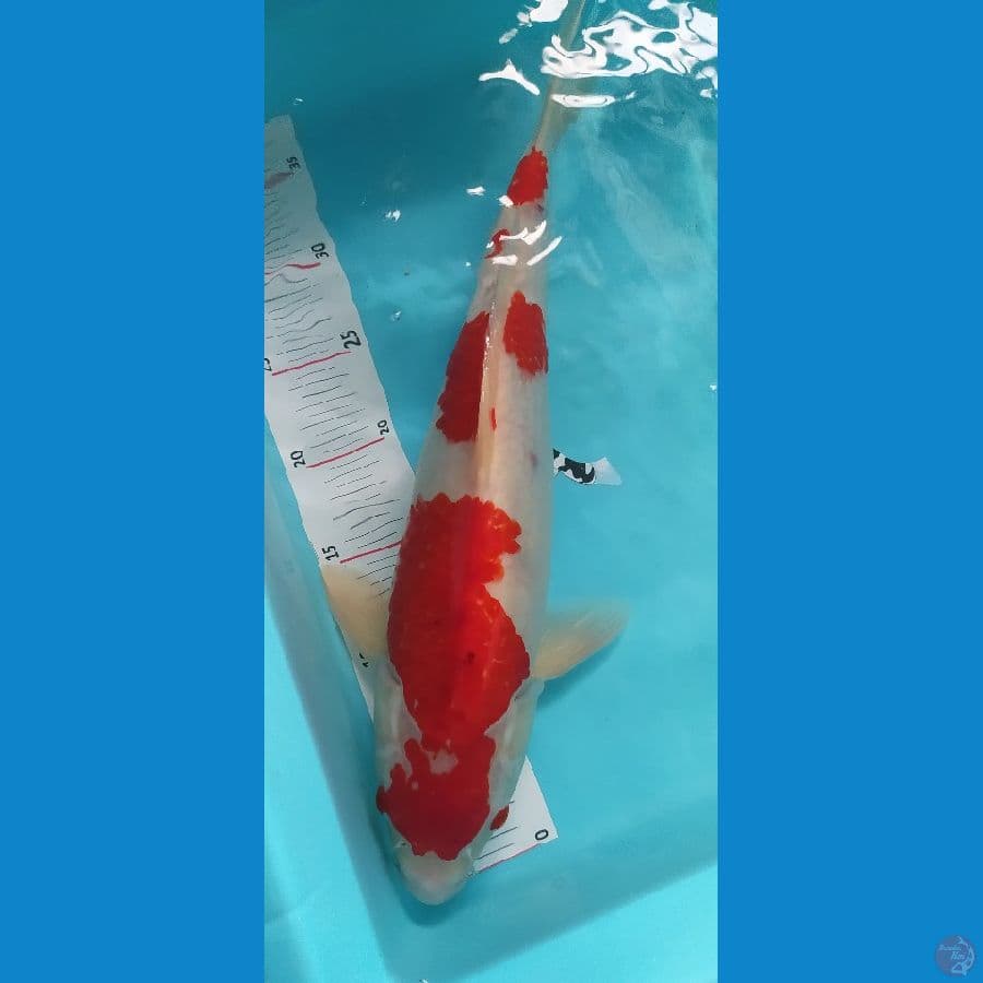 kohaku jantan strong