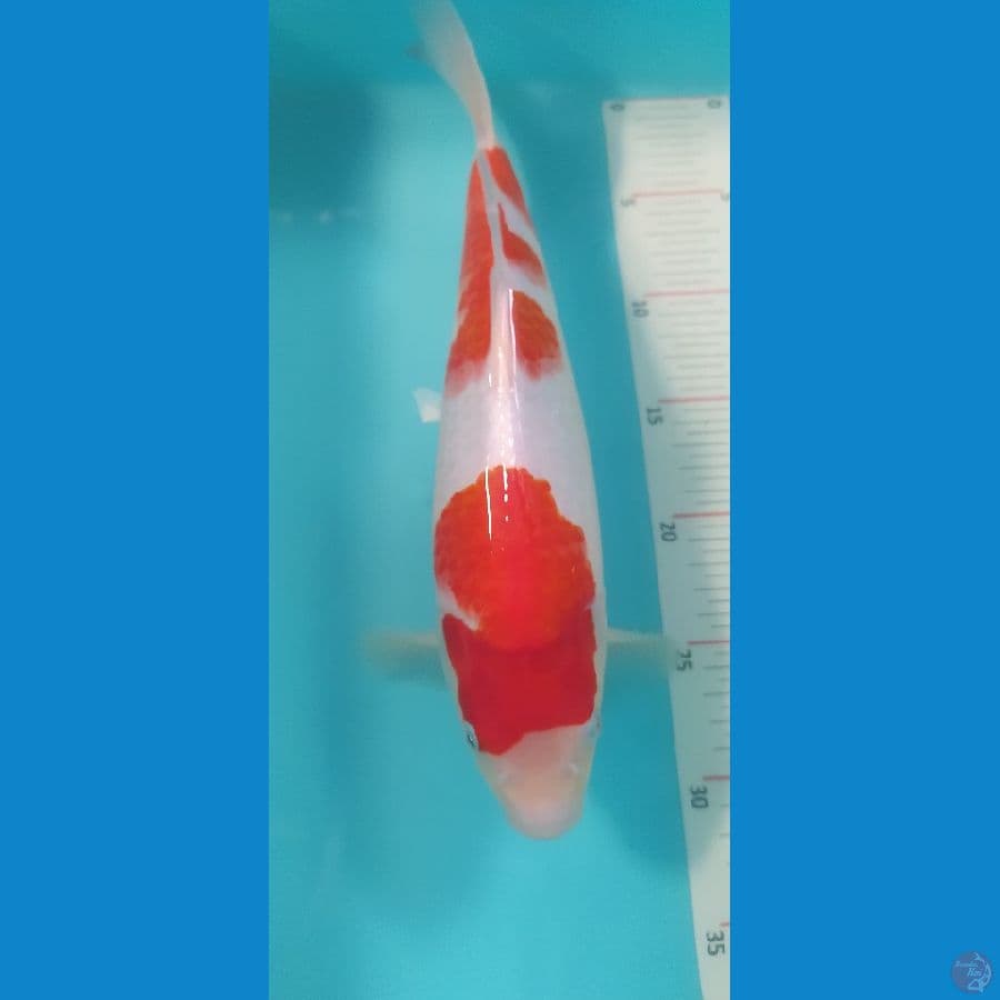 kohaku blood line marusei