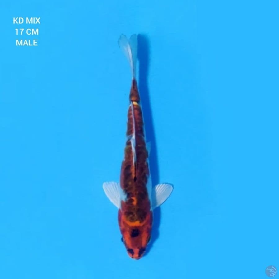 Kikokuryu 17cm Male
