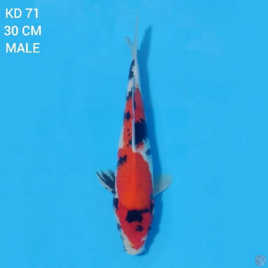 Showa Tategoi 30cm Male