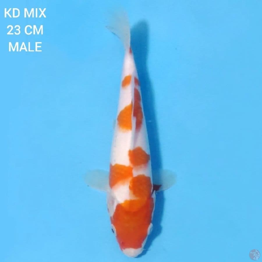 Kohaku Original 23cm Male