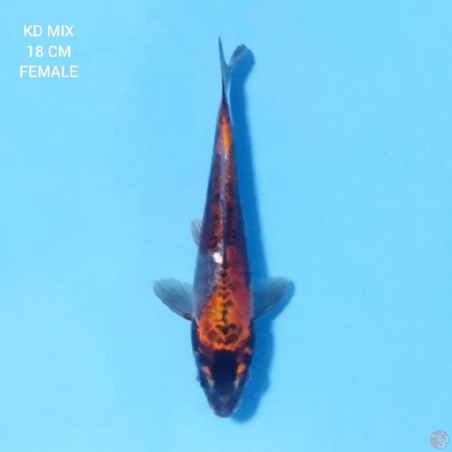 Kikokuryu 17cm Male