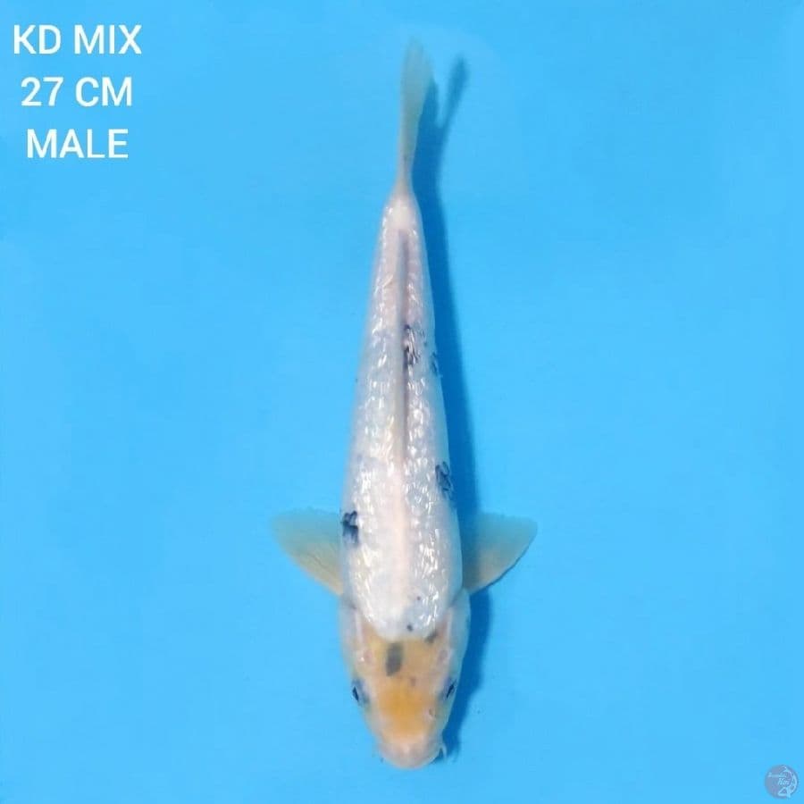 Full Ginrin Shiro Tategoi 21 cm Male